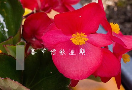春节借款逾期 春节借款逾期