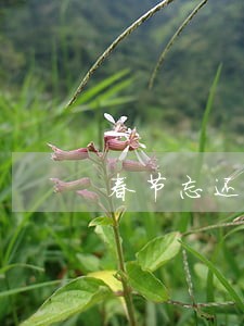春节忘还信用卡会逾期吗 春节忘还信用卡会逾期吗