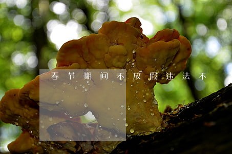 春节期间不放假违法不 春节期间不放假违法不