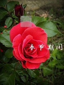 春节期间查处违法建设不放松 春节期间查处违法建设不放松