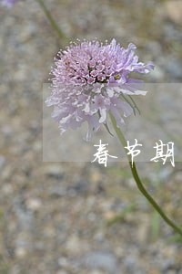春节期间逾期