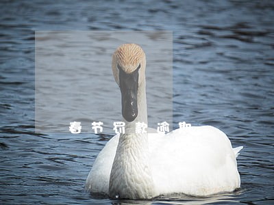 春节罚款逾期 春节罚款逾期