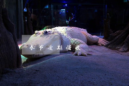 春节逾期催收 春节逾期催收
