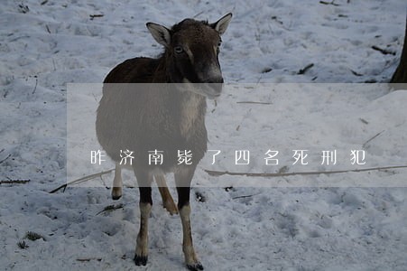 昨济南毙了四名死刑犯 昨济南毙了四名死刑犯
