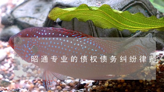 昭通专业的债权债务纠纷律师 昭通专业的债权债务纠纷律师