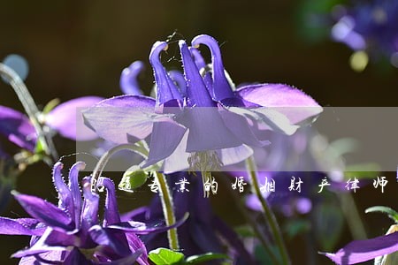 昭通专业的婚姻财产律师咨询 昭通专业的婚姻财产律师咨询