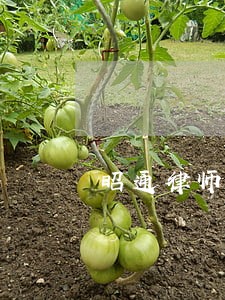 昭通律师团队