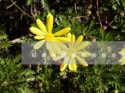 昭通网贷逾期停息分期申请条件 昭通网贷逾期停息分期申请条件
