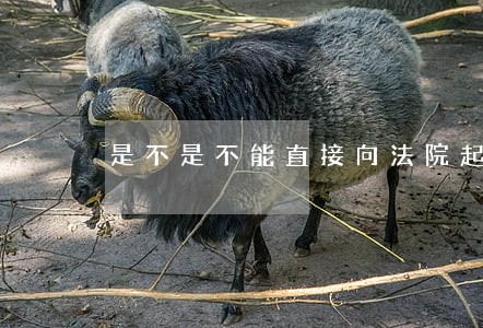 是不是不能直接向法院起诉