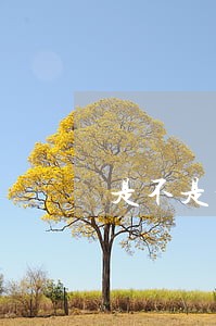 是不是个税申报逾期领不了发票 是不是个税申报逾期领不了发票