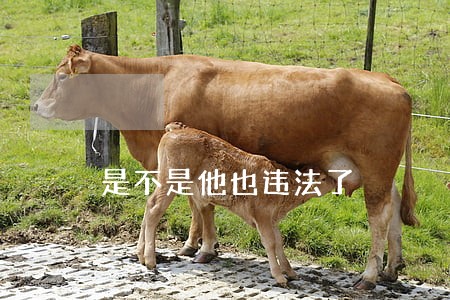 是不是他也违法了 是不是他也违法了