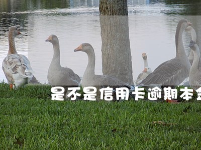 是不是信用卡逾期本金不超过