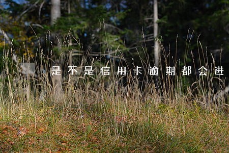是不是信用卡逾期都会进黑名单 是不是信用卡逾期都会进黑名单