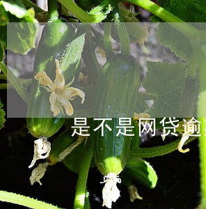 是不是网贷逾期一次一辈子就完了 是不是网贷逾期一次一辈子就完了