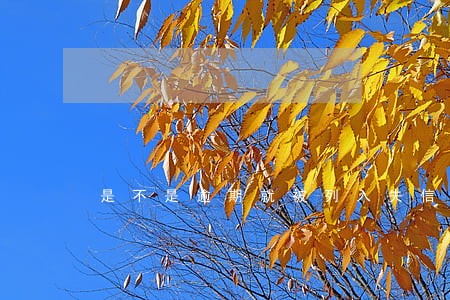 是不是逾期就被列入失信 是不是逾期就被列入失信