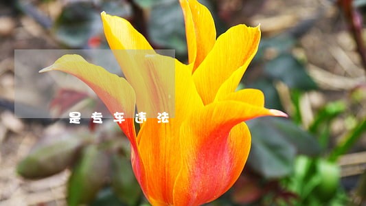 是专车违法 是专车违法