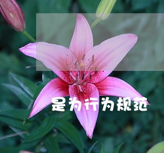 是为行为规范 是为行为规范
