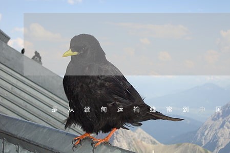 是从缅甸运输蜂蜜到中国违法吗