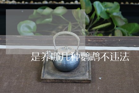 是养哪几种鹦鹉不违法