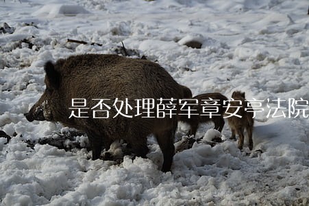 是否处理薛军章安亭法院案件