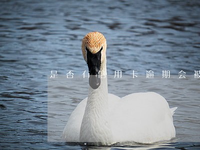 是否有信用卡逾期会被起诉