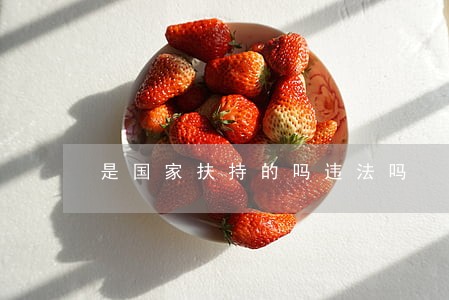 是国家扶持的吗违法吗 是国家扶持的吗违法吗