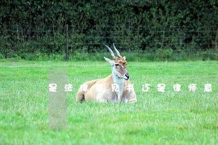 是法律意见书还是律师意见书