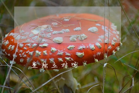 是独立对吗 是独立对吗
