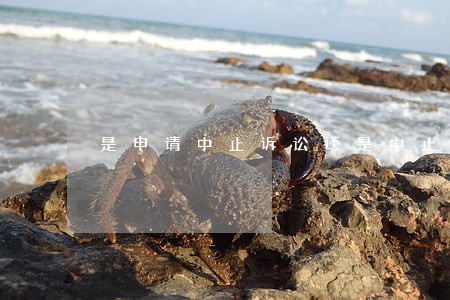 是申请中止诉讼还是中止审理