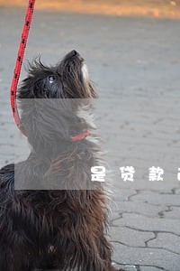 是贷款逾期的后果 是贷款逾期的后果