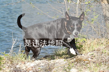 是违法地吗 是违法地吗