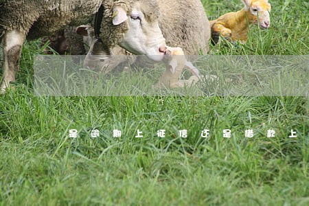是逾期上征信还是借款上 是逾期上征信还是借款上