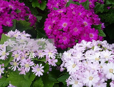 显示有违法没处理怎么回事 显示有违法没处理怎么回事