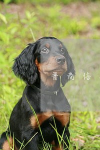 晋商信用卡逾期可以减免吗 晋商信用卡逾期可以减免吗