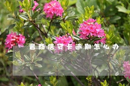 晋商信贷卡逾期怎么办 晋商信贷卡逾期怎么办