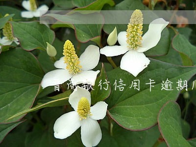晋商银行信用卡逾期1天 晋商银行信用卡逾期1天