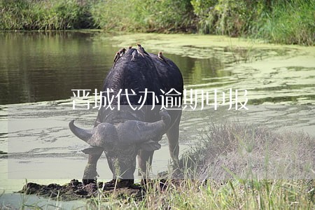 晋城代办逾期申报 晋城代办逾期申报