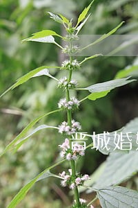 晋城婚姻案件律师咨询费多少 晋城婚姻案件律师咨询费多少