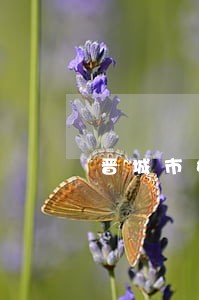 晋城市婚姻继承律师 晋城市婚姻继承律师