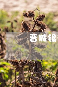 晋城银行车贷逾期会怎样 晋城银行车贷逾期会怎样