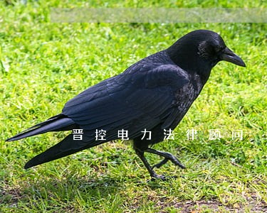 晋控电力法律顾问 晋控电力法律顾问