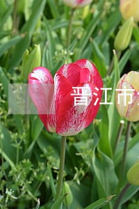 晋江市法院执法执法局总电话 晋江市法院执法执法局总电话