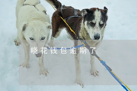 晓花钱包逾期了 晓花钱包逾期了