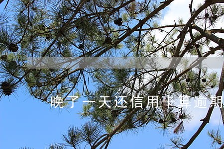 晚了一天还信用卡算逾期吗 晚了一天还信用卡算逾期吗
