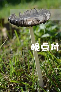 晚点付逾期付完多久恢复 晚点付逾期付完多久恢复