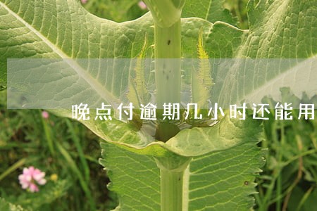 晚点付逾期几小时还能用吗 晚点付逾期几小时还能用吗
