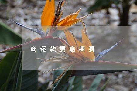 晚还款要逾期费 晚还款要逾期费