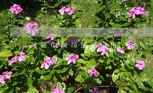 晟蓝中闽司法鉴定所
