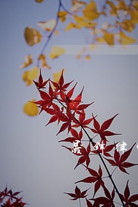 晟锋律师 晟锋律师