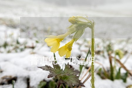 普惠兜享花逾期 普惠兜享花逾期